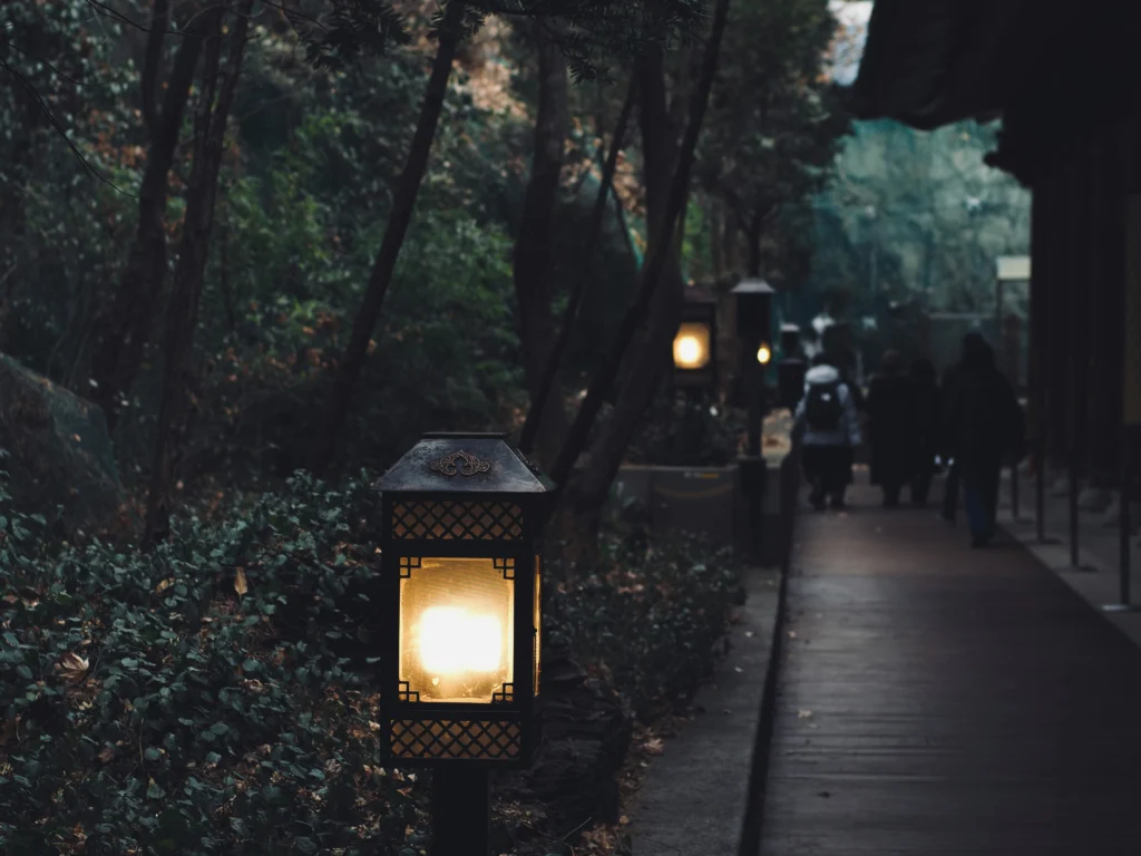 korea-forest-night