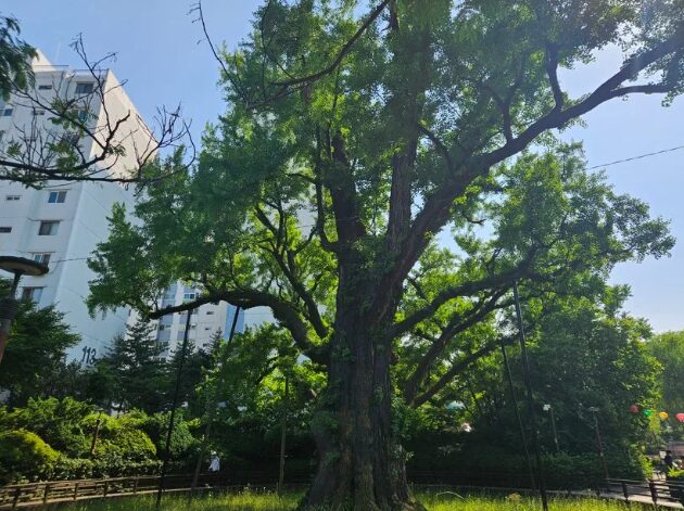 The 600-year-old ginkgo tree in Banghak-dong, Dobong-gu, Seoul, near the tomb of Yeonsan-gun