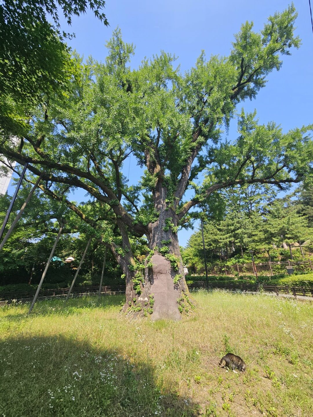 The 550-year-old ginkgo tree in Banghak-dong, Dobong-gu, Seoul, designated as a Seoul Natural Heritage site
