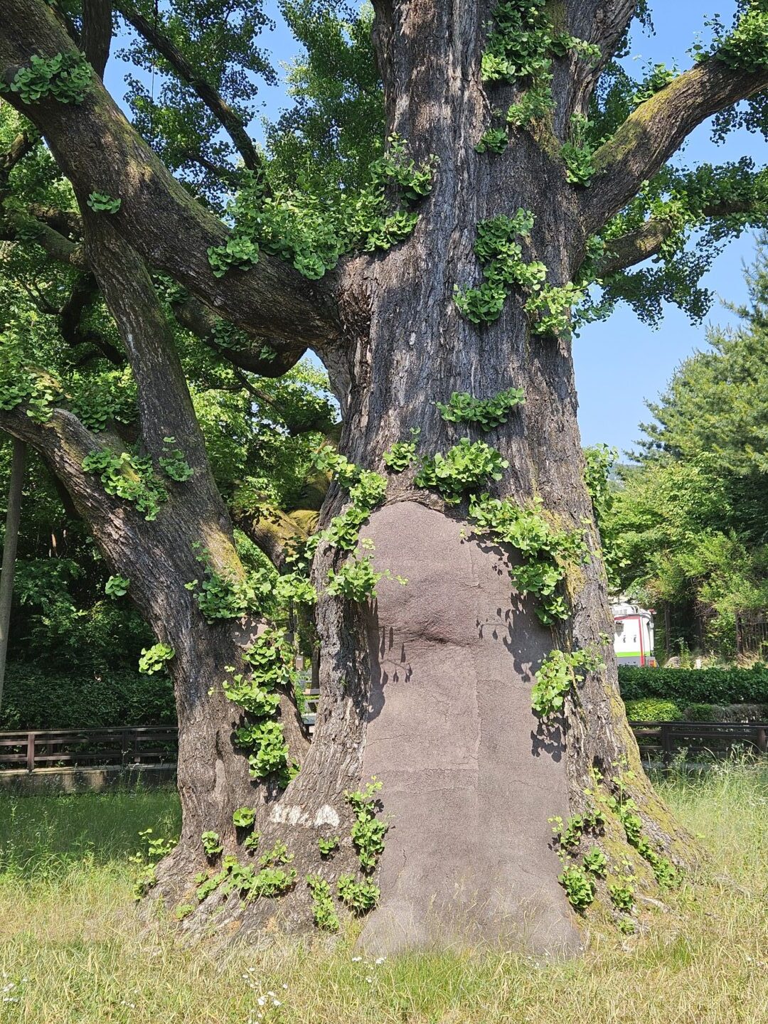 Close-up of the massive trunk of the 550-year-old ginkgo tree in Banghak-dong, with a stone marker partially absorbed into the bark and new leaves sprouting from the ancient wood