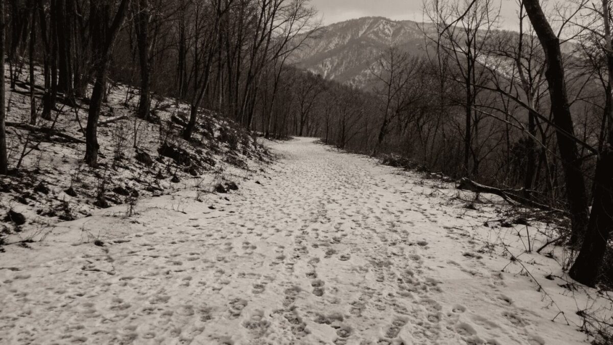 A trampled snowy path through a Korean forest, evoking the organized hunting drives of the colonial era